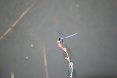 Trithemis donaldsoni