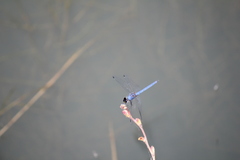 Trithemis donaldsoni