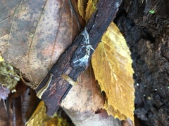 Bipalium adventitium