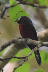 Cymbirhynchus macrorhynchos