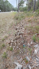 Baptisia simplicifolia