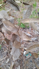 Baptisia simplicifolia