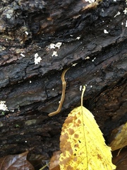 Bipalium adventitium