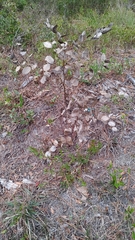 Baptisia simplicifolia