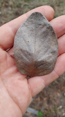 Baptisia simplicifolia