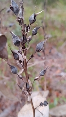 Baptisia simplicifolia