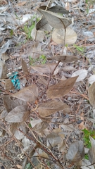 Baptisia simplicifolia