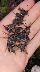 Baptisia simplicifolia