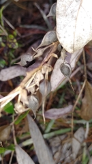 Baptisia simplicifolia