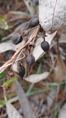 Baptisia simplicifolia