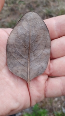 Baptisia simplicifolia
