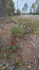 Baptisia simplicifolia