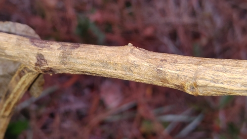 Image of Baptisia simplicifolia by (c) Scott Allen Davis, some rights reserved (CC BY)