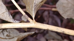 Baptisia simplicifolia
