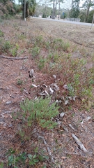 Baptisia simplicifolia