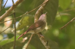 Alcippe brunneicauda