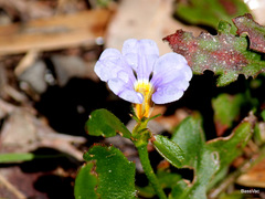 Scaevola calliptera