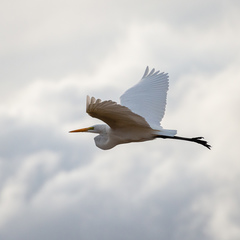 Ardea alba