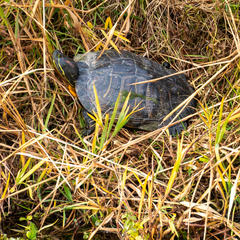 Trachemys scripta elegans
