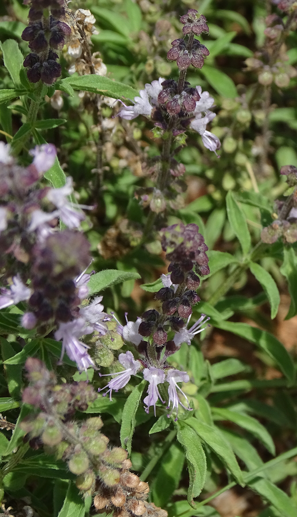 Sweet basil from Erongo Region, Namibia on January 22, 2021 at 01:50 PM ...