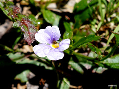Scaevola calliptera