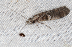 Triplectides similis