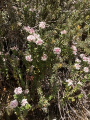 Pimelea sericea