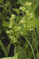 Platanthera maximowicziana
