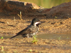 Melaniparus cinerascens