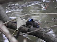 Weber's Mudskipper photo 1