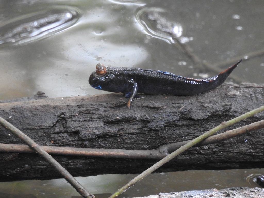 Weber's mudskipper (Periophthalmus weberi) — Gobiidae