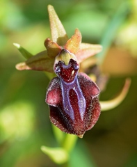 Ophrys mammosa