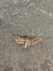 Parapoynx dentizonalis