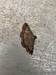 Polydesma boarmoides