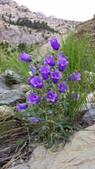 Campanula speciosa