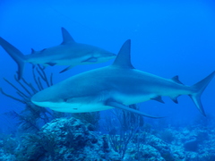 Caribbean Reef Shark photo 3
