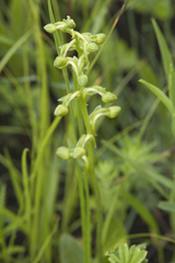 Platanthera maximowicziana