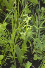 Platanthera maximowicziana