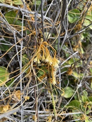 Cuscuta sandwichiana