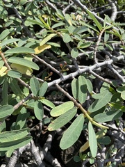 Euphorbia celastroides