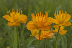 Trollius macropetalus