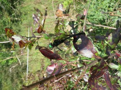 Somatochlora tenebrosa