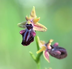 Ophrys mammosa