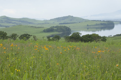 Trollius macropetalus