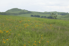 Trollius macropetalus