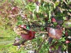 Somatochlora tenebrosa