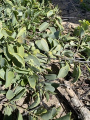 Santalum ellipticum