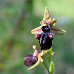 Ophrys mammosa