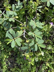 Euphorbia celastroides