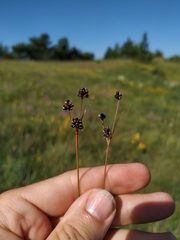Luzula taurica